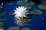 Lily with Reflection