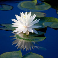 Lily with Reflection