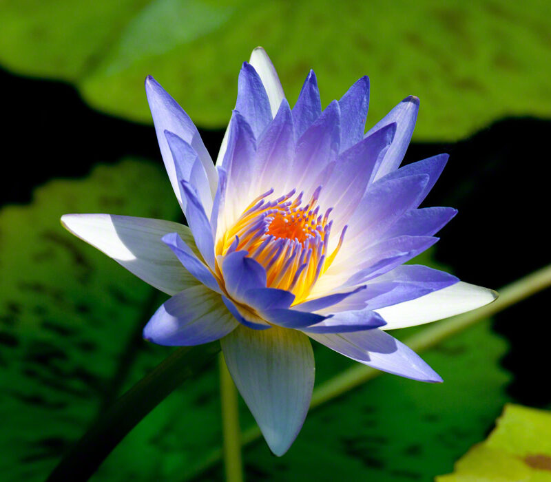 Blue Water Lily