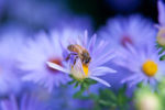 Honeybee on Aster