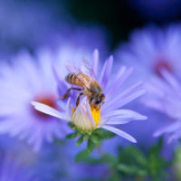 Honeybee on Aster