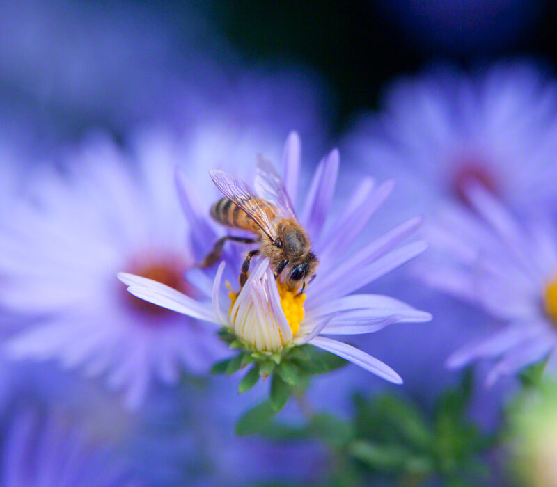 Honeybee on Aster