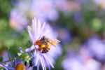 Honeybee on Aster