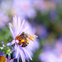 Honeybee on Aster