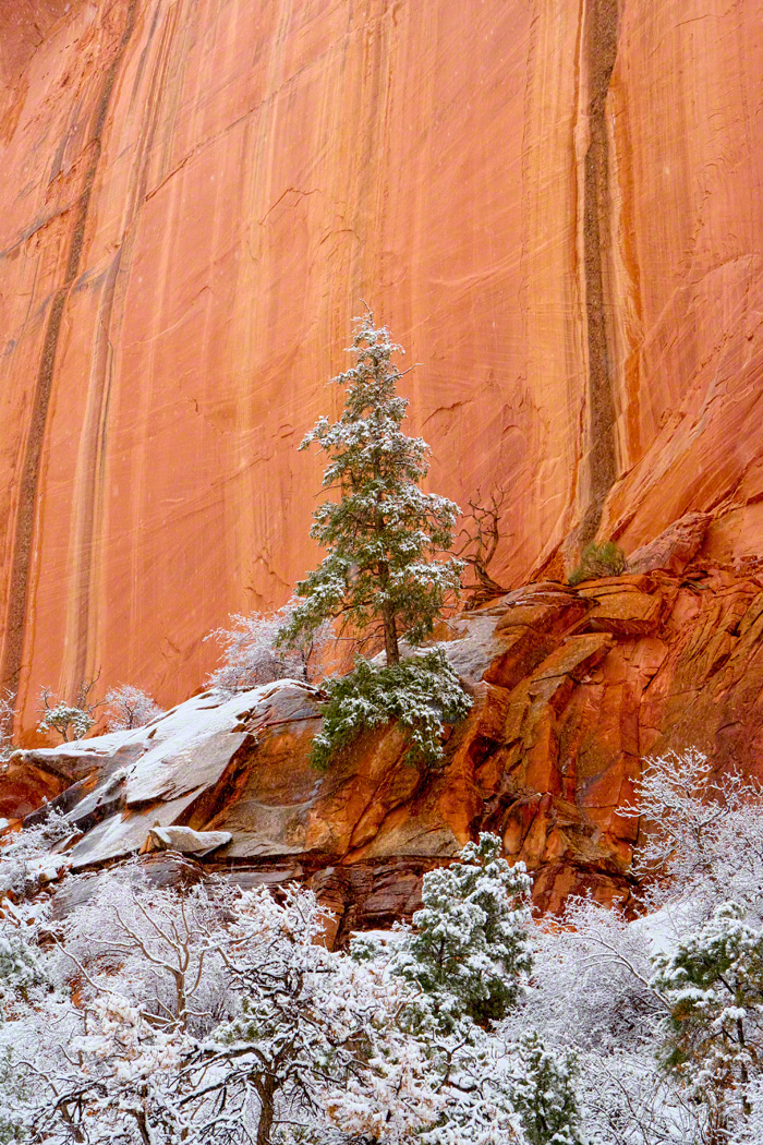Pine, Red-rock, and Snow