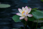 Lotus Bloom