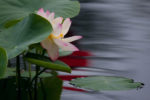 Lotus Blossom and Canna Reflection