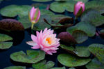 Pink Water Lilies