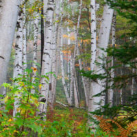 White Birch and Fall Colors