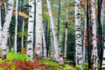 White Birch and Fall Colors