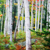 White Birch and Fog