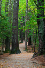 Forest Path