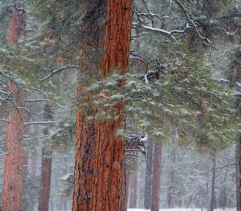 Pine in the Snow