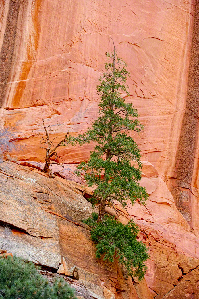 Trees on the Canyon Wall