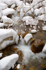 Mountain Ash Over Little Cottonwood Creek