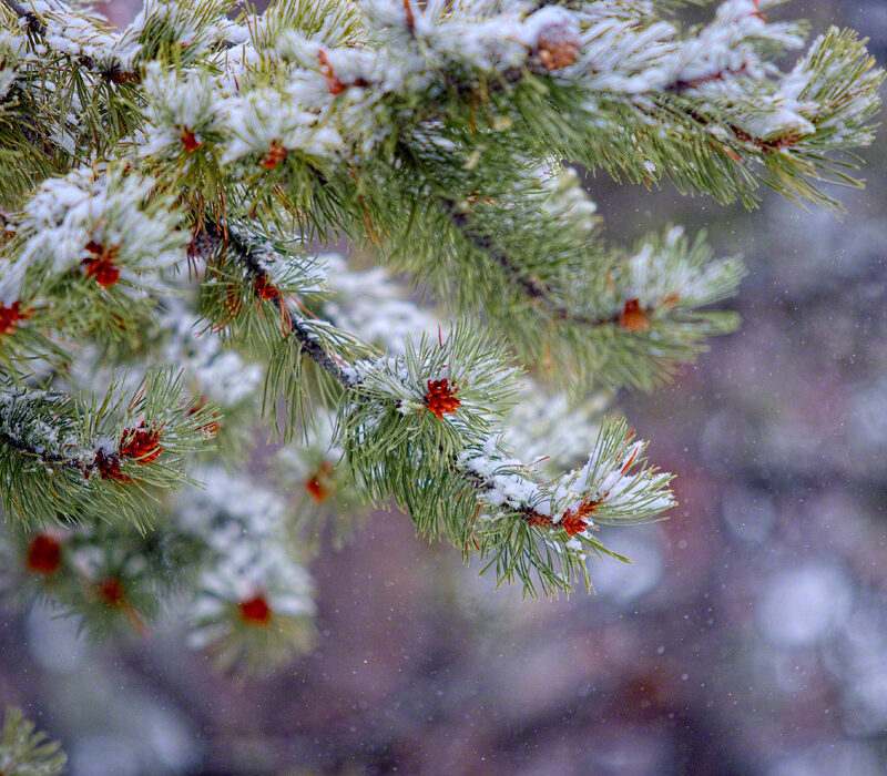 Snowing on Fir Boughs