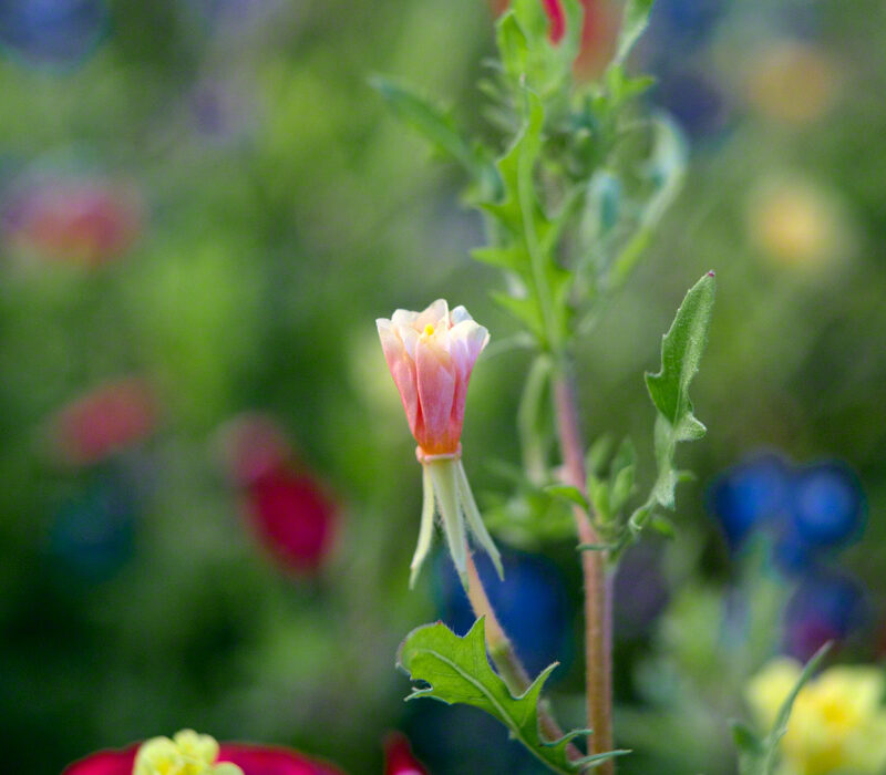 Cut-leaf Evening Primrose