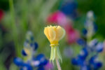 Dew-covered Cut-Leaf Evening Primrose