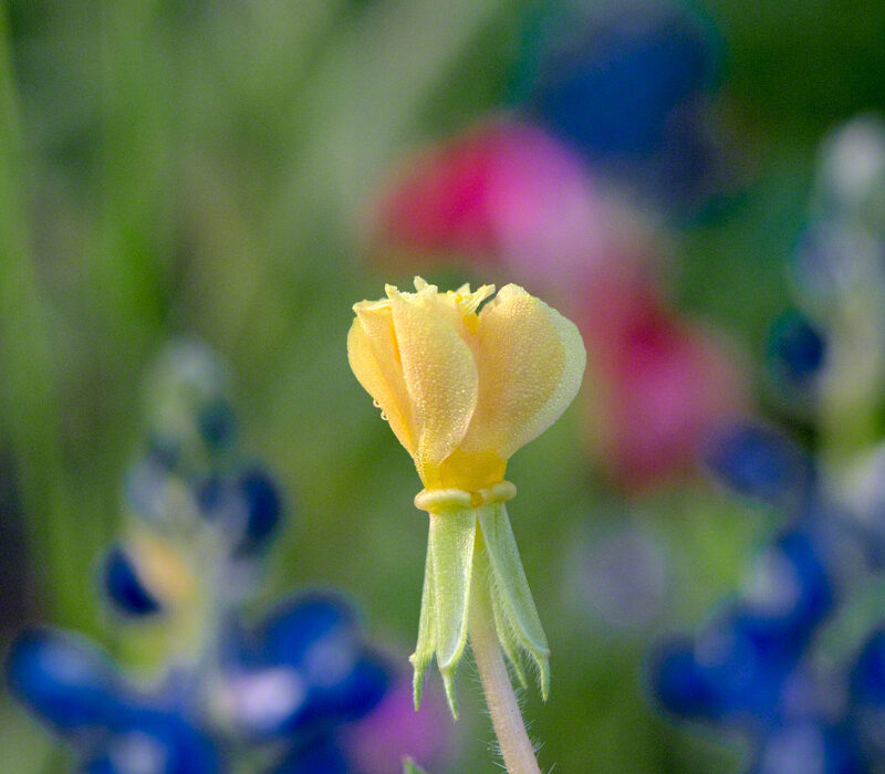 Dew-covered Cut-Leaf Evening Primrose