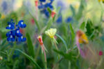 Cut-leaf Evening Primrose
