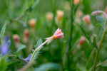 Dew-covered Cut-leaf Evening Primrose