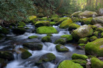 Roaring Fork Creek