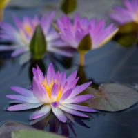 Water Lilies