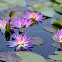 Water Lilies