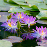 Wildflowers at Dawn