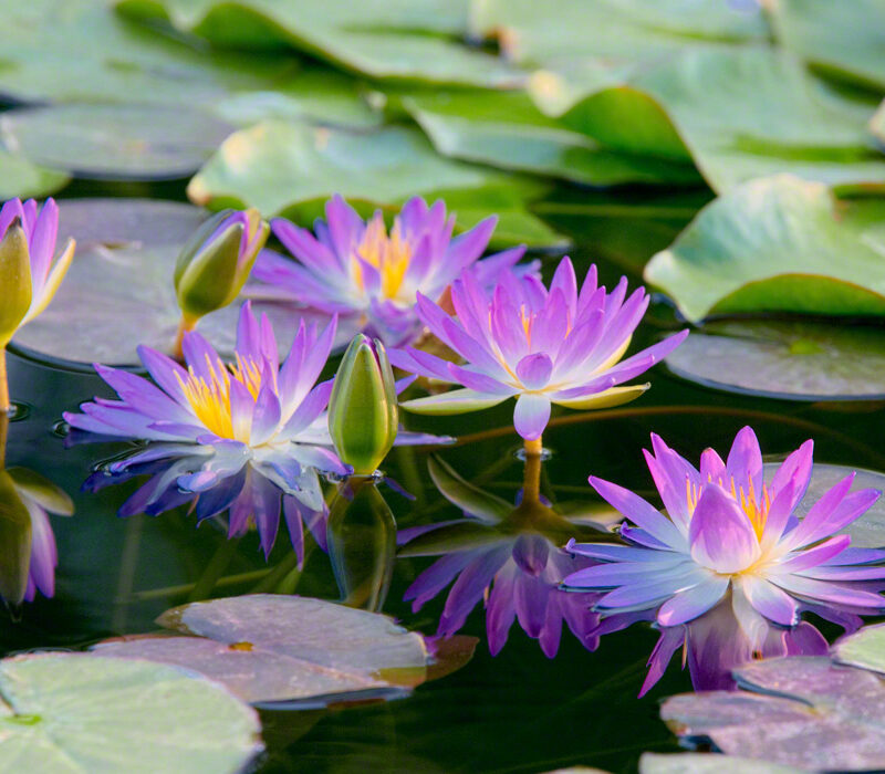 Water Lilies