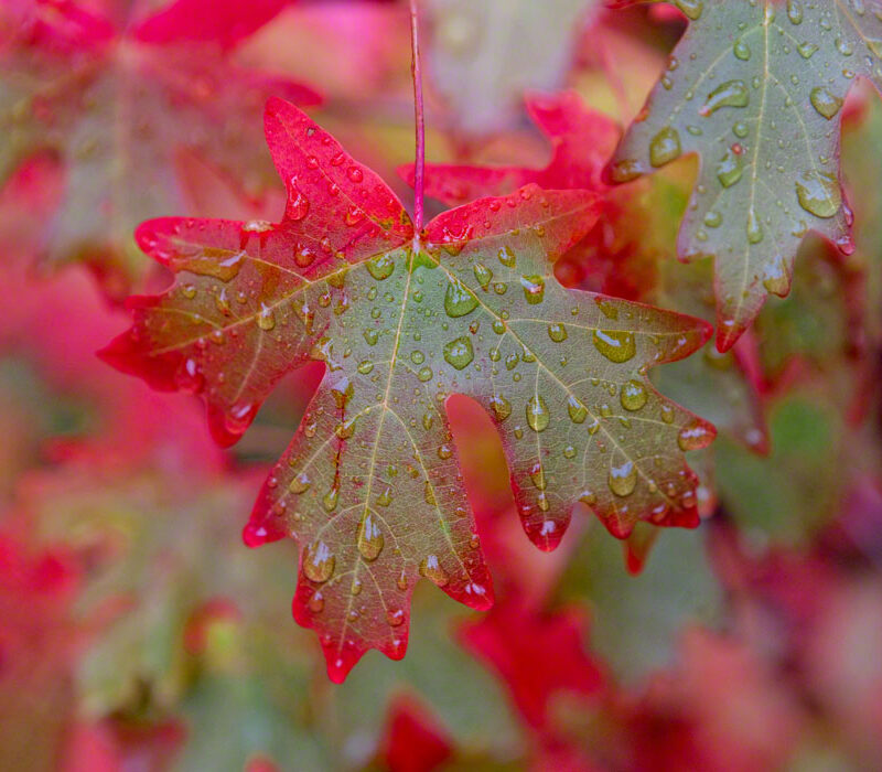 Autumn Maple Leaf in the Rain