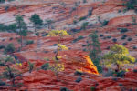 Early Morning in Zion