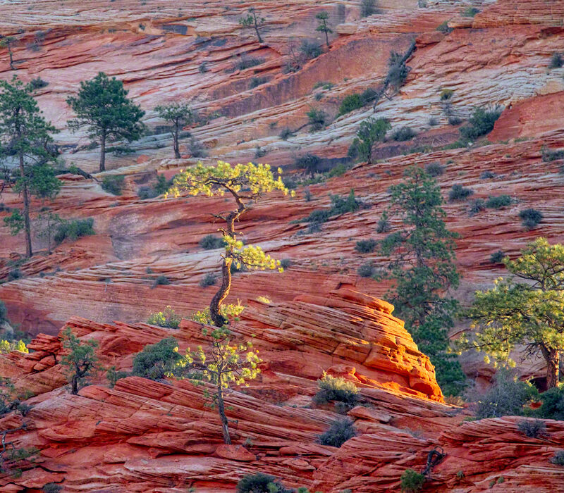 Early Morning in Zion