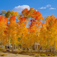 Golden Aspen, Utah