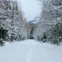 Snowing on Fir Boughs