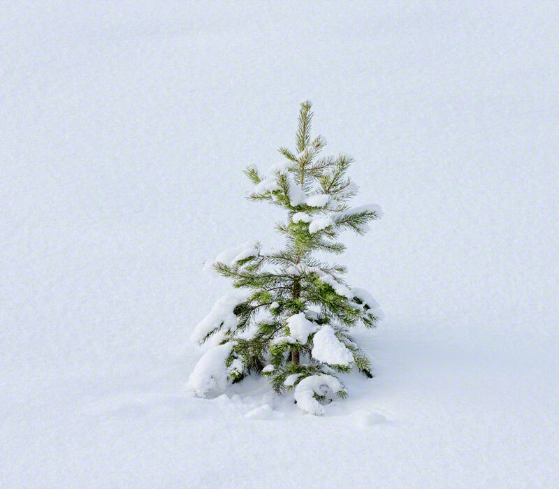 Solitary Tree