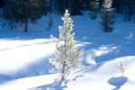 Frosted Trees