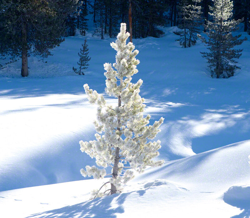 Frosted Trees