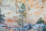 Pine and Stone Wall