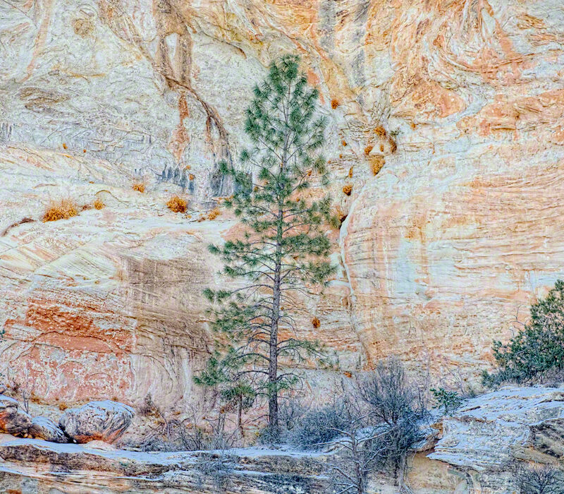 Pine and Stone Wall