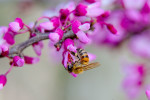 Honeybee on Redbud Blossom