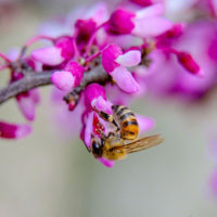 Peach Blossoms