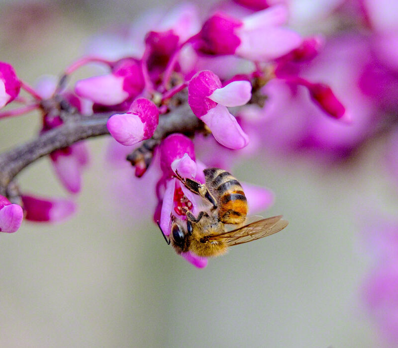 Honeybee on Redbud Blossom