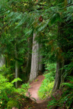 Sunlight on the Trail