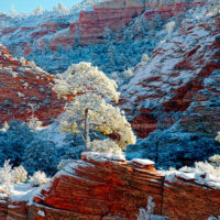 Snow in Zion