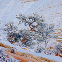 Snow in Zion