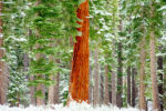 Redwood and Snow, Lake Tahoe
