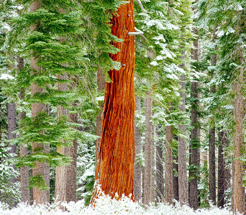 Redwood and Snow, Lake Tahoe