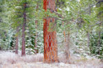 Pine and Snow, Lake Tahoe, California