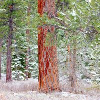 Pine and Snow, Lake Tahoe, California